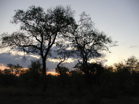 Africa0036