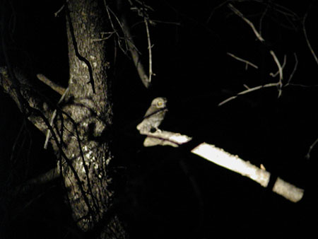 Africa0046