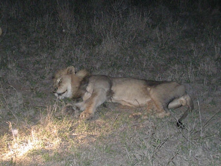 Africa0047