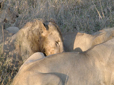 Africa0054