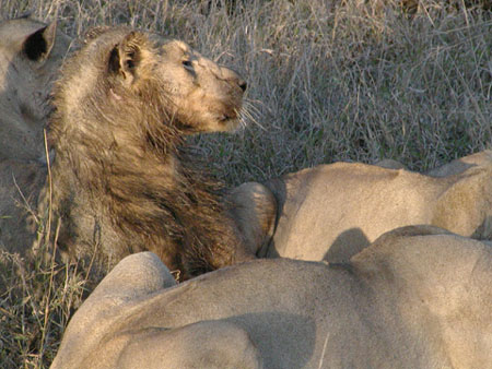 Africa0063
