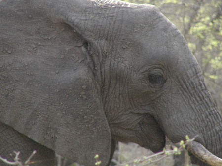 Africa0073