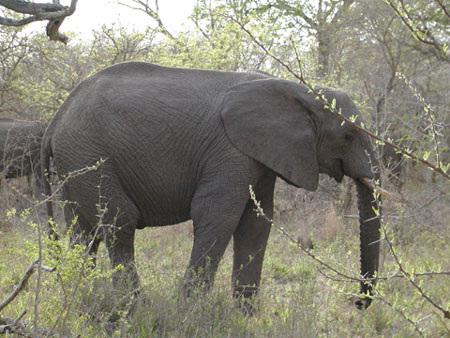 Africa0074