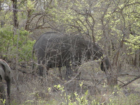 Africa0075