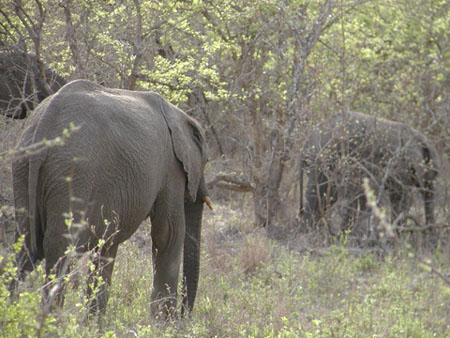 Africa0076