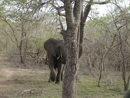 Africa0077