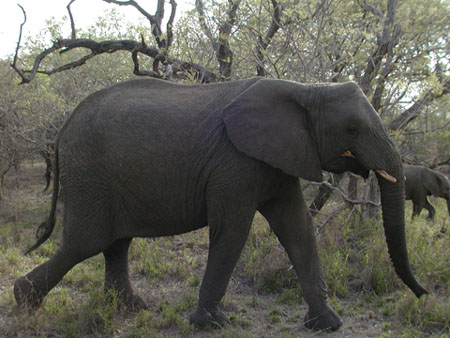 Africa0078
