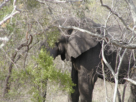 Africa0079
