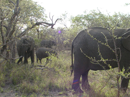 Africa0080