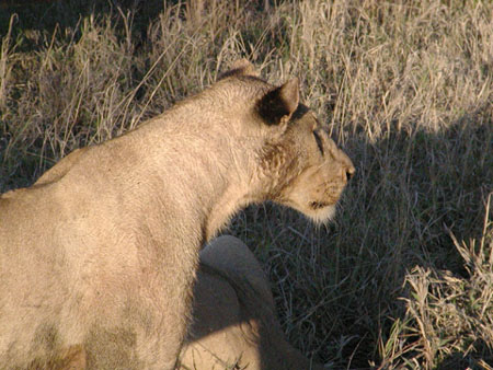 Africa0081
