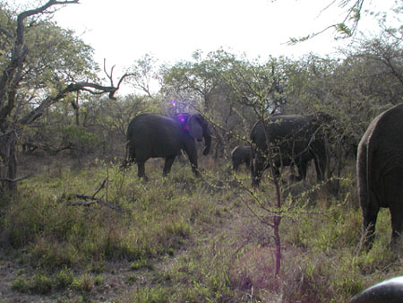 Africa0082