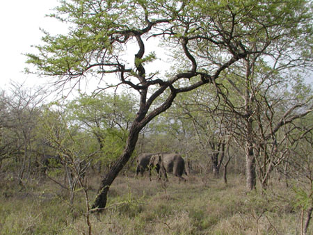 Africa0083