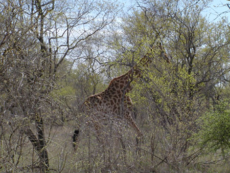 Africa0084