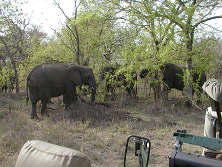 Africa0085