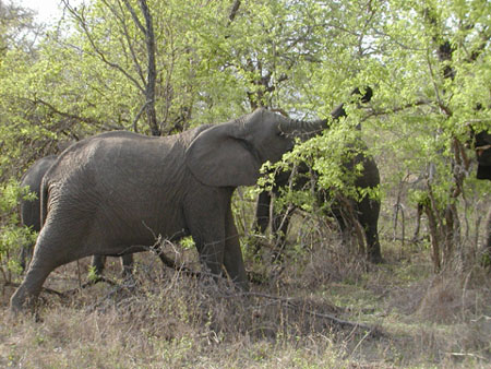 Africa0087