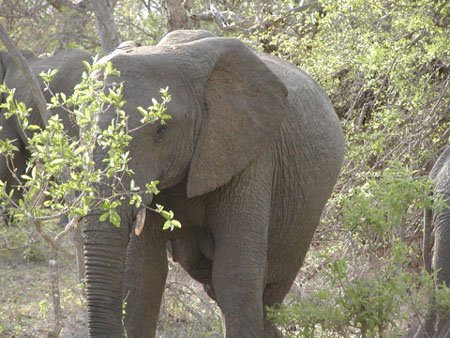 Africa0089
