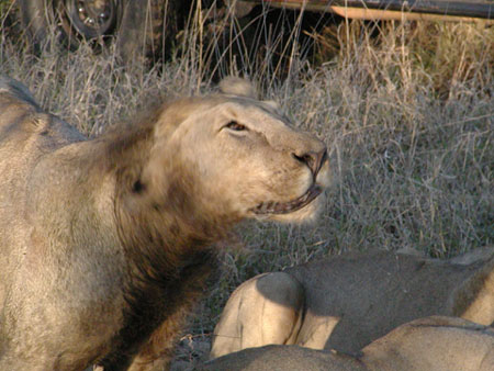 Africa0091