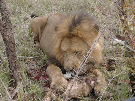 Africa0093
