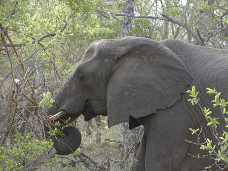 Africa0094