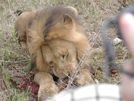 Africa0095