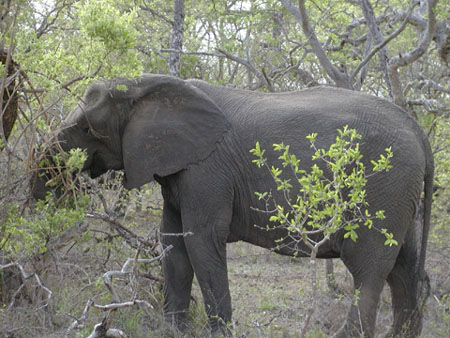 Africa0097