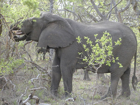 Africa0099