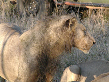 Africa0100