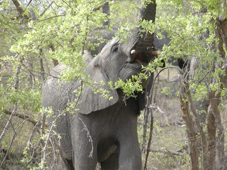Africa0101