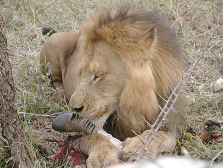 Africa0102