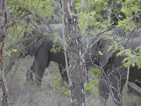 Africa0103