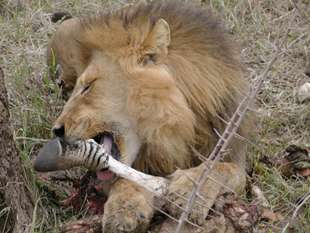 Africa0104