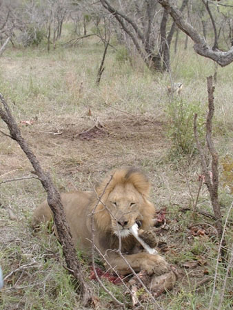 Africa0106