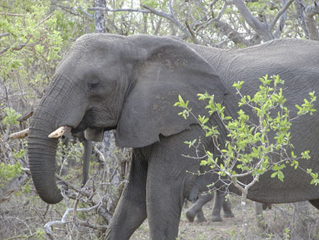Africa0107