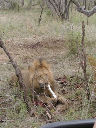 Africa0108