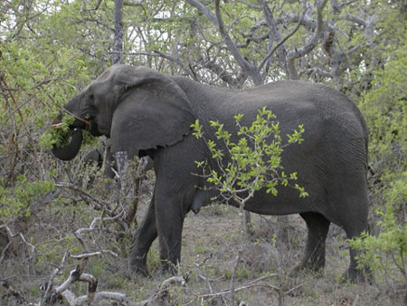 Africa0109