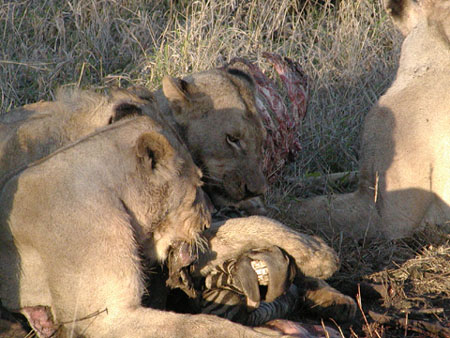 Africa0111