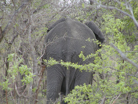 Africa0112