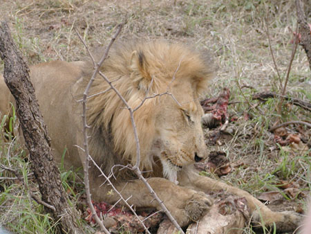 Africa0113