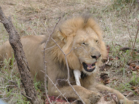 Africa0115