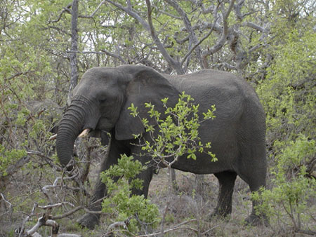 Africa0116