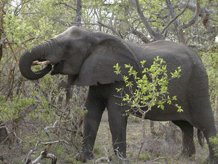 Africa0118
