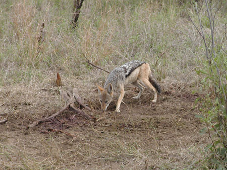 Africa0119