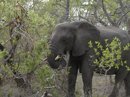 Africa0120