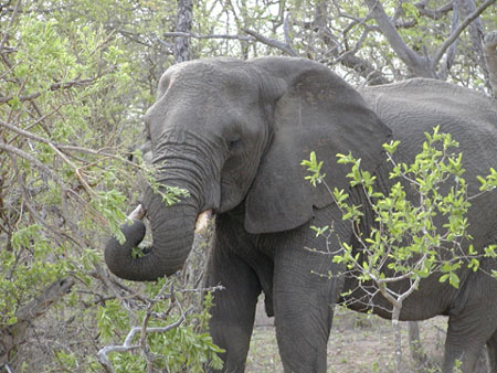 Africa0123