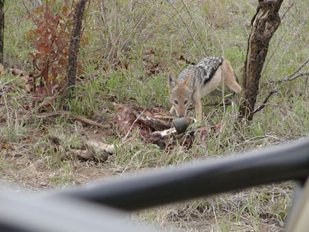 Africa0124