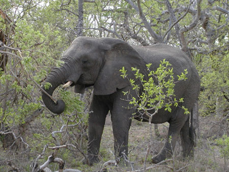 Africa0125
