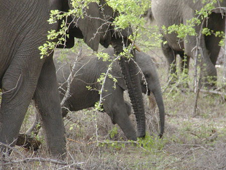 Africa0127