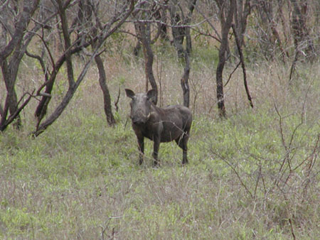 Africa0128