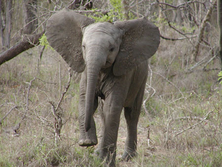 Africa0129