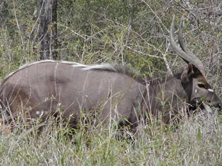 Africa0130